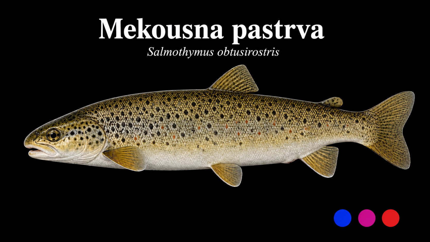 Mekousna pastrva