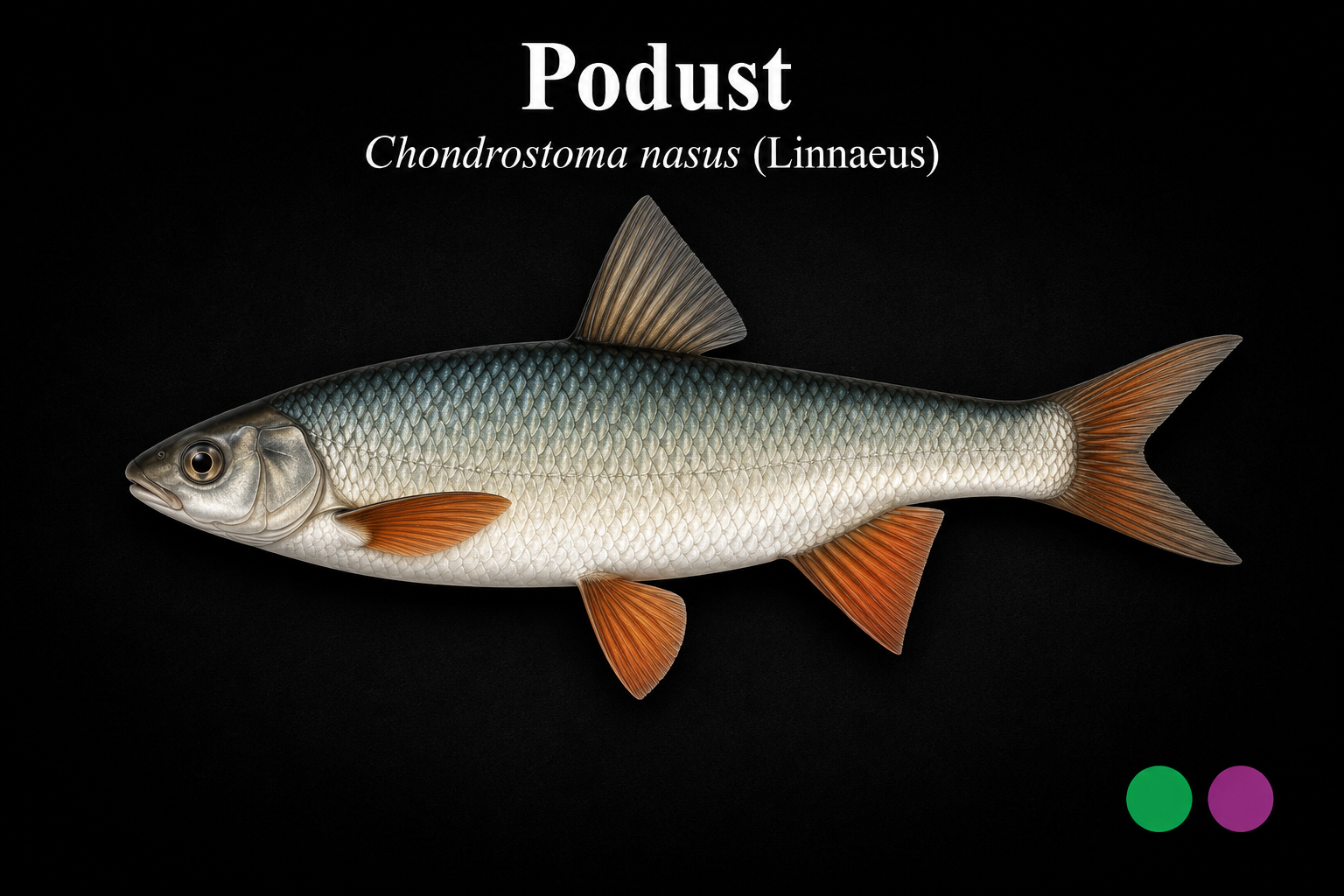 Podust
