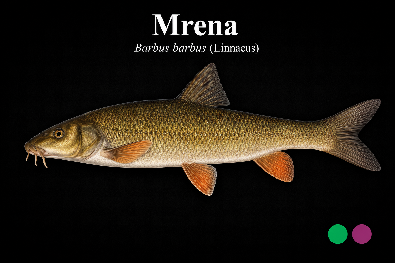 Mrena