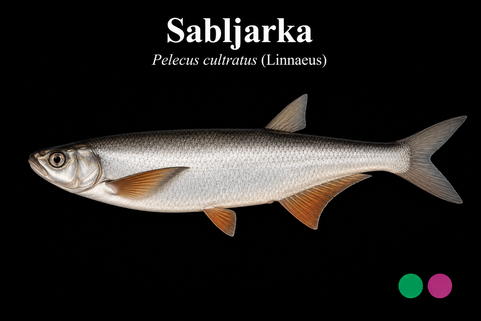 Sabljarka