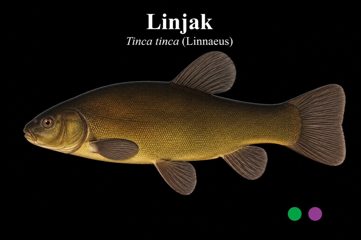 Linjak