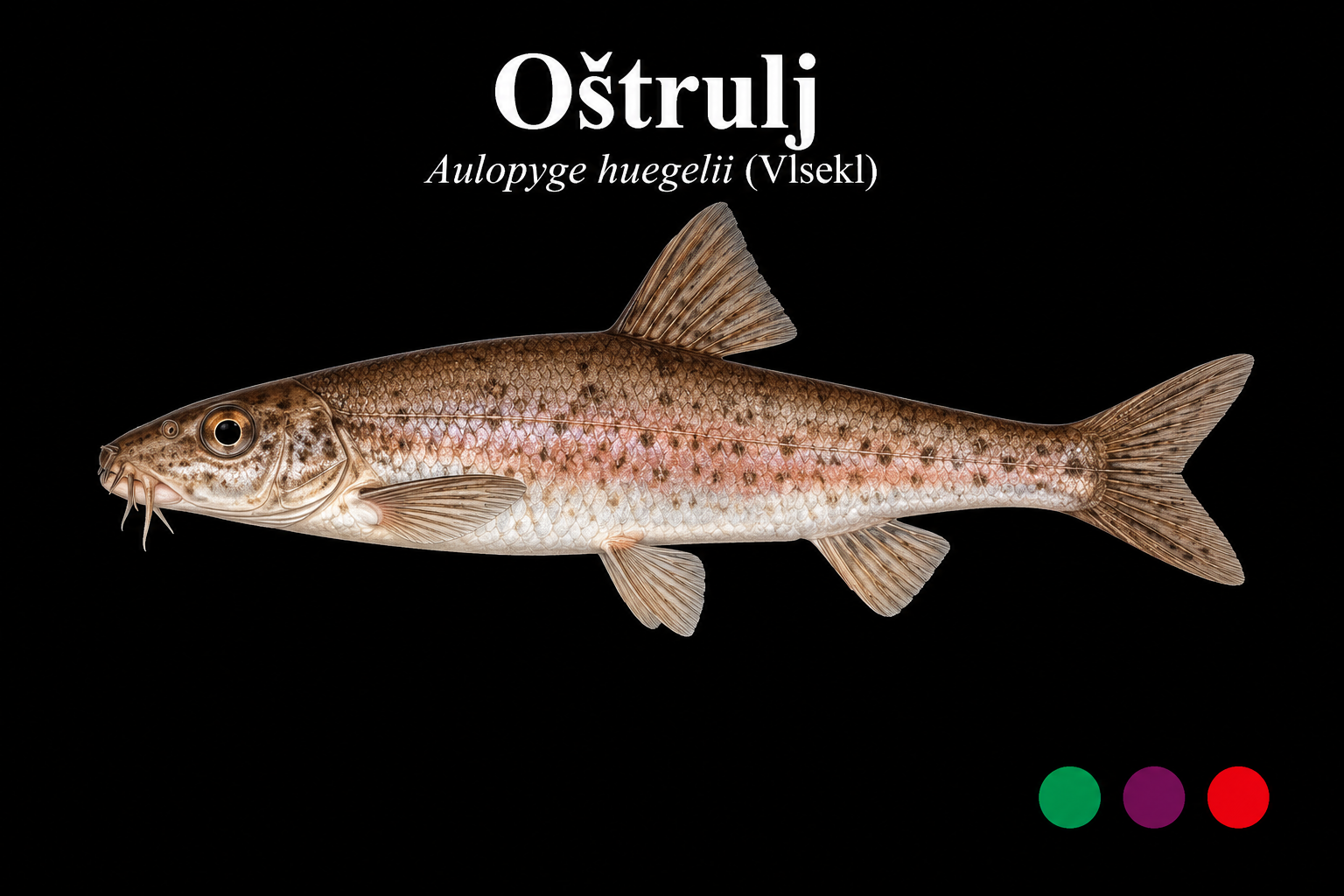 Oštrulj