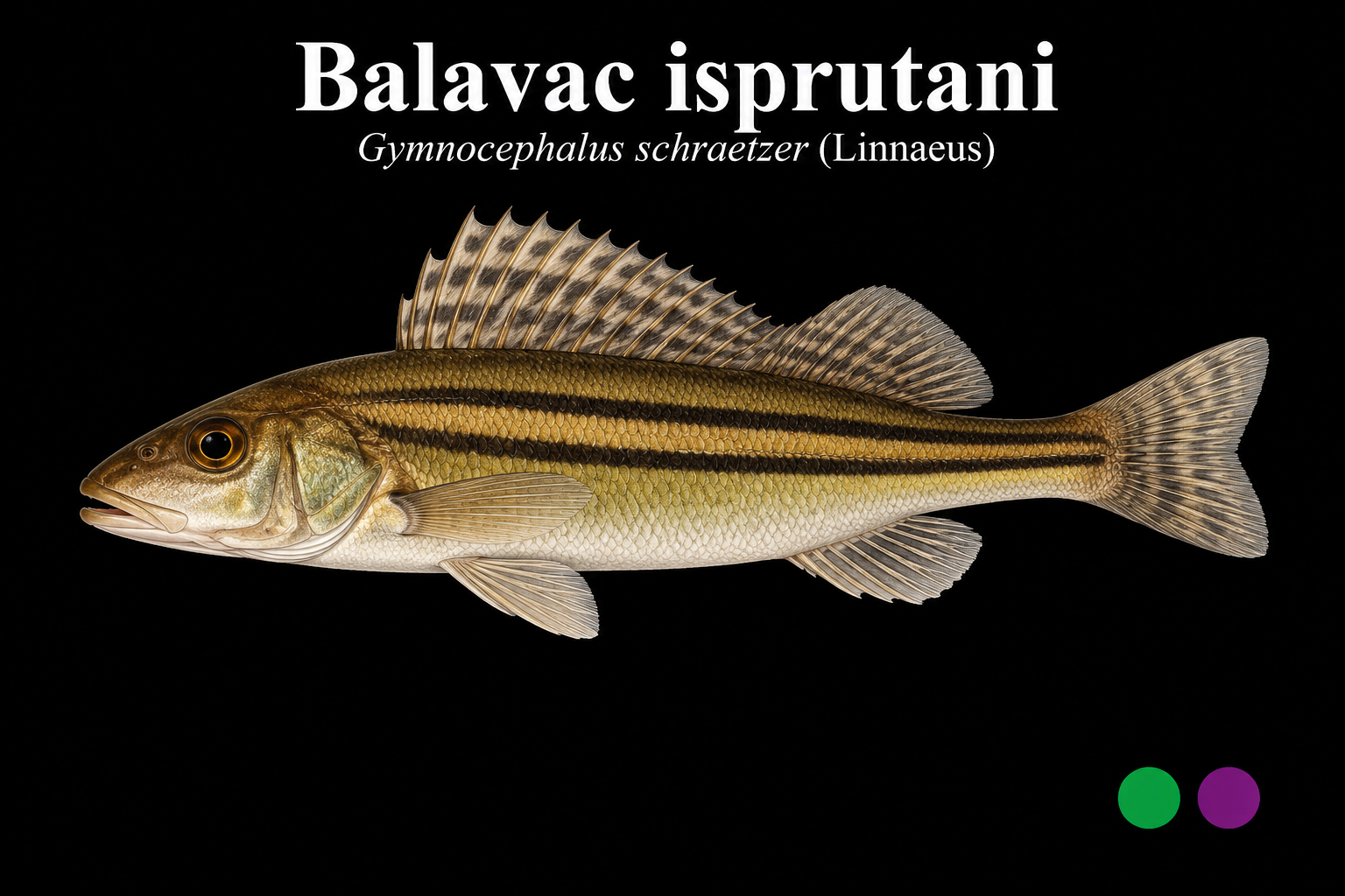 Balavac isprugani