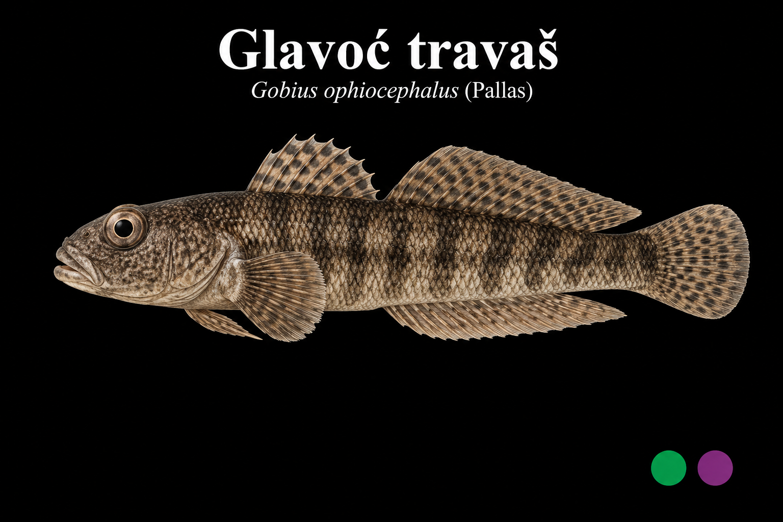 Glavoč travaš