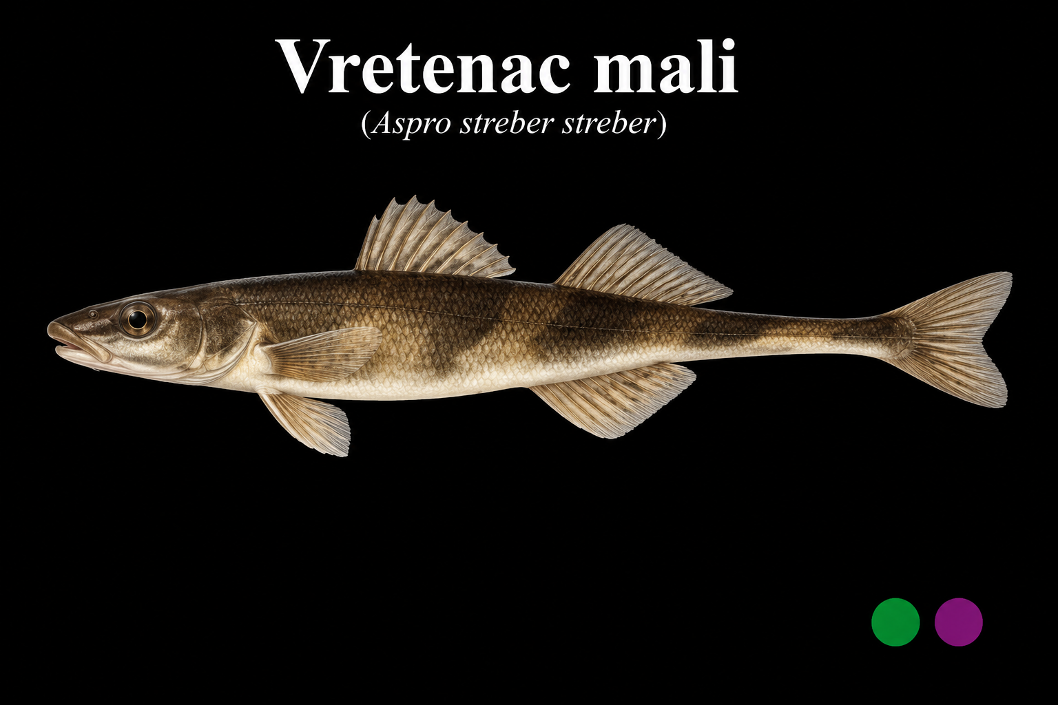 Vretenac mali