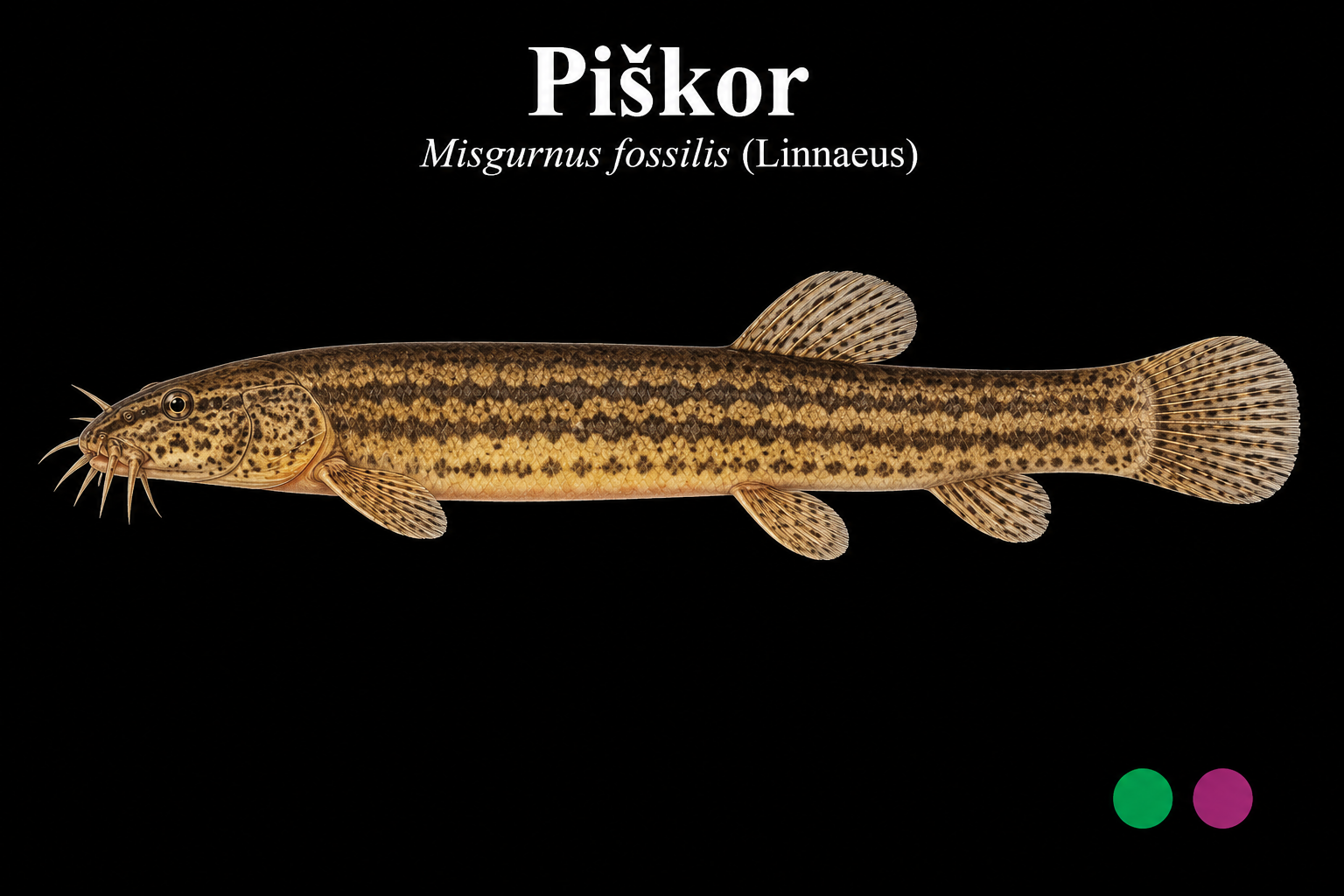 Piškor