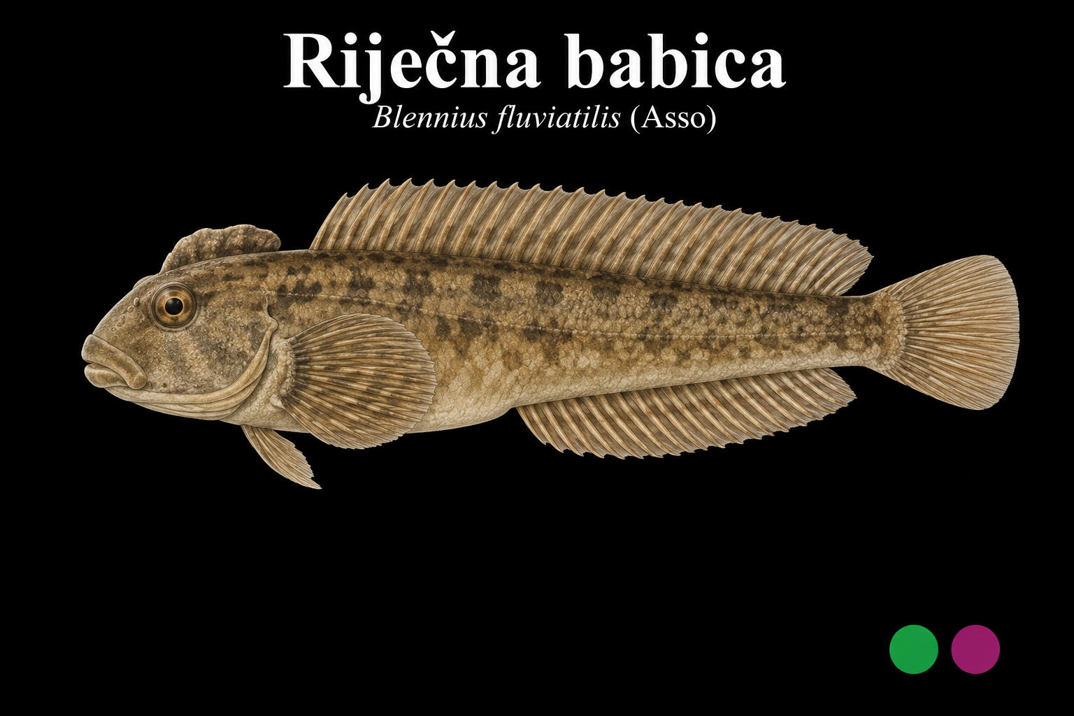 Riječna babica