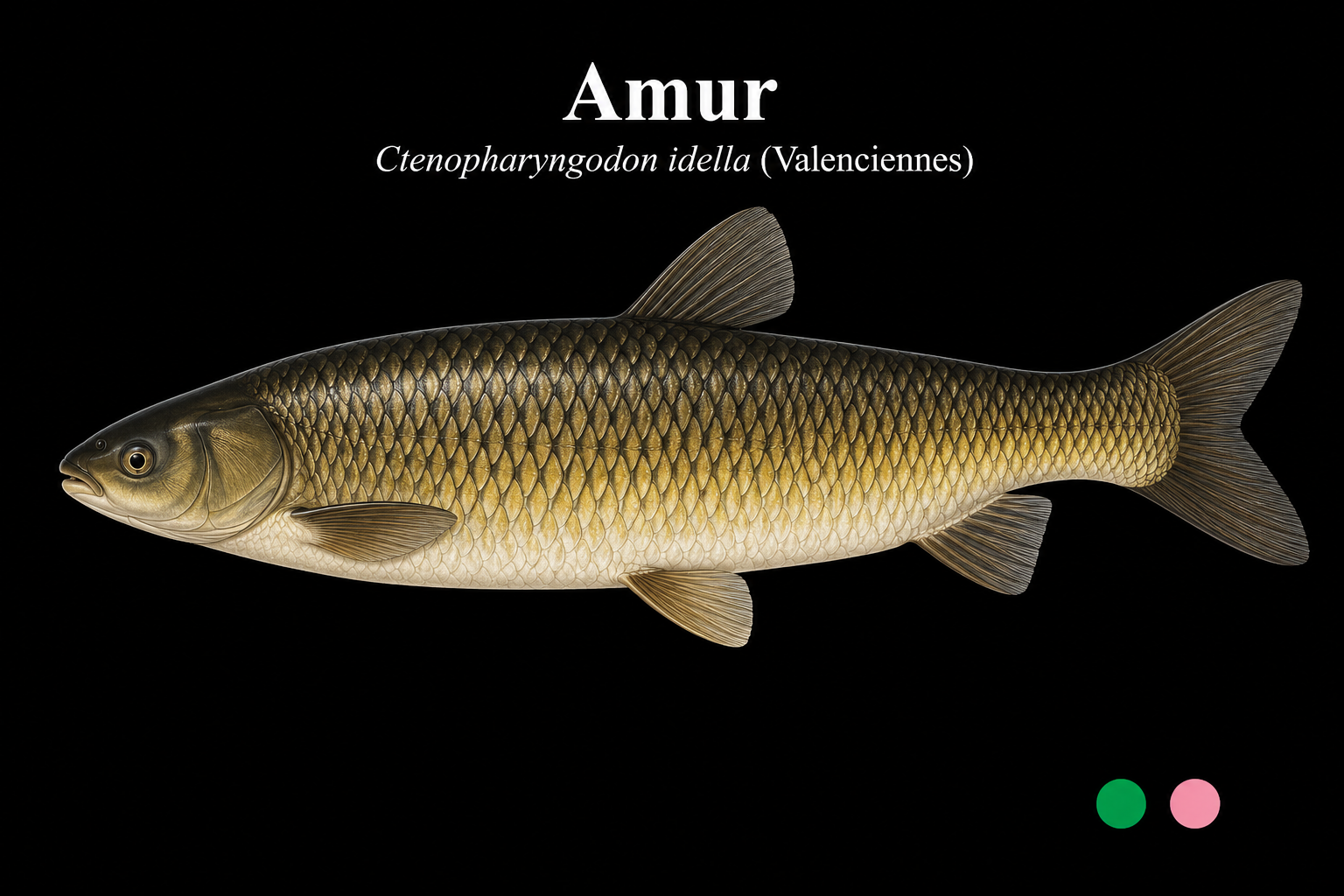 Amur