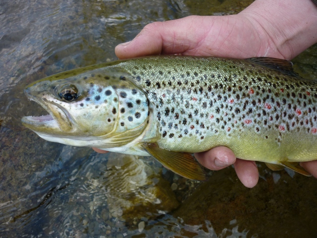 FISHING CLUB ZAGORJE NA ČABRANKI 30