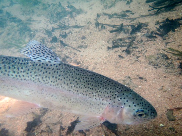 KRKA OD ŠMIHELA DO ŽUŽEMBERKA 7